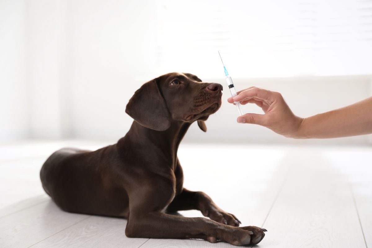 Does Pet Insurance Cover Vaccines? Fursure Blog